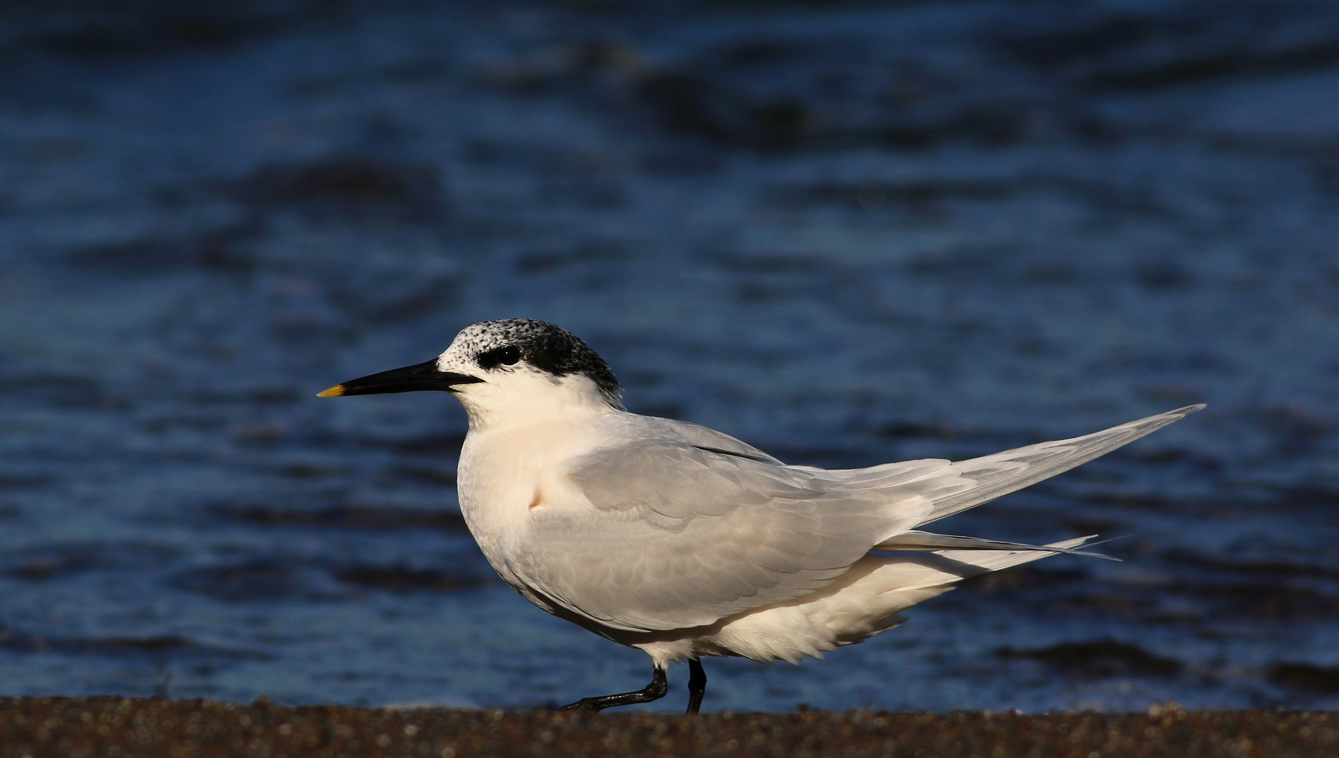 Sandwich Tern — Ana fotoğraf
